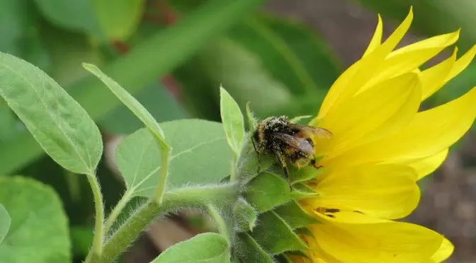 Help Increase Bee Population