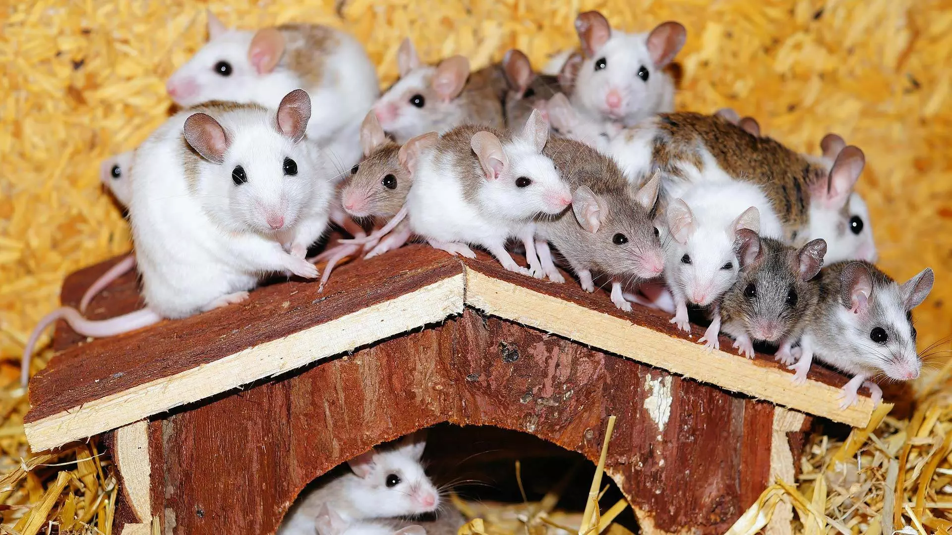 Mice Show How Our Limitations Are Handed Down Over Generations Without Knowing